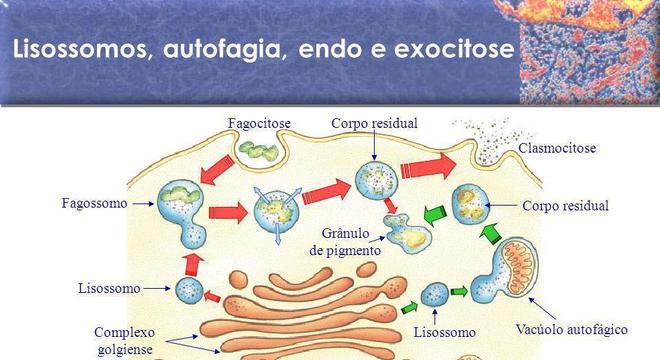 Lisossomos - conceito, tipos e estrutura