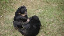 Livres! Dupla de ursos se abraça após anos de abuso e sofrimento em fazendas clandestinas