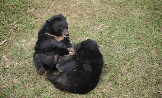 Livres! Dupla de ursos se abraça após anos de abuso e sofrimento em fazendas clandestinas (Reprodução/AnimalsAsia/ViaDailyStar)