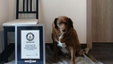 Livro dos recordes elege cachorro de 30 anos como o mais velho do mundo 