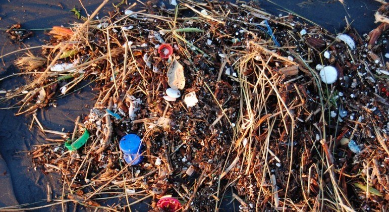 Porção gigante de lixo desenvolveu um ecossistema próprio