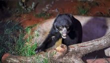 Ursa de espécie ameaçada chega ao Zoológico de Brasília; veja foto