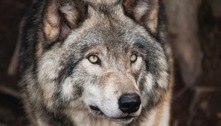 Recompensa para identificar quem matou seis lobos com veneno nos EUA é de R$ 270 mil  
