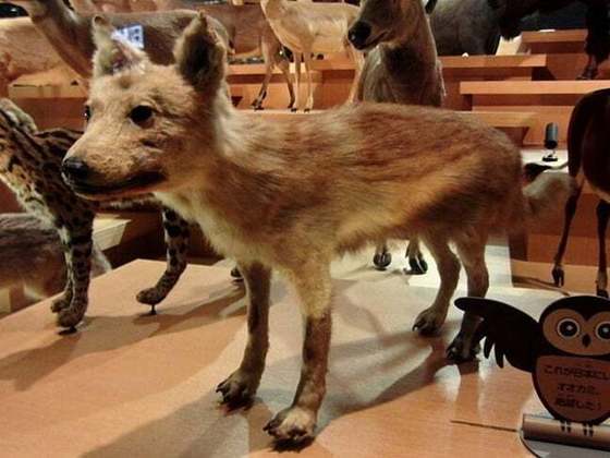 Lobo-de-Honshu: Extinto no século 20, essa era uma subespécie de lobo-cinzento que habitava a ilha japonesa de Honshu. Era um animal carnívoro que se alimentava de uma variedade de presas, incluindo javalis e coelhos.