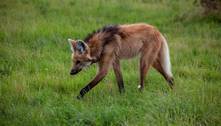 Lobo-guará: saiba curiosidades do animal que está em risco de extinção