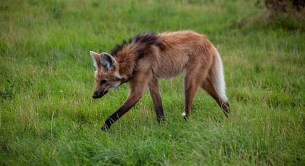 Especialistas contam algumas curiosidades sobre o lobo-guará
