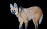 Lobo-guará do Projeto Lobos do Pardo