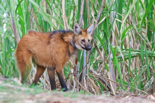 Lobo-guará, o 'semeador de árvores' ameaçado na natureza e