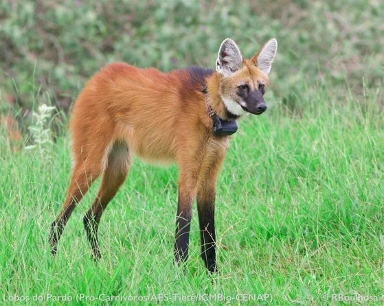 Lobo-guará, o 'semeador de árvores' ameaçado na natureza e