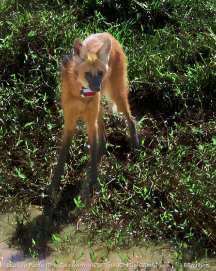 Lobo-guará, o 'semeador de árvores' ameaçado na natureza e homenageado em  nota de R$ 200 - BBC News Brasil