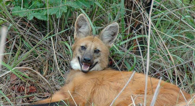 Lobo-guará - características, hábitos e risco de extinção do lobo brasileiro