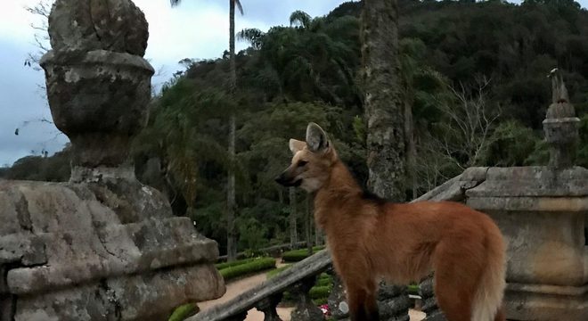 Lobo-guará - características, hábitos e risco de extinção do lobo brasileiro