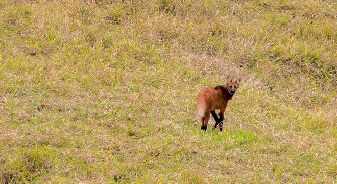 Lobo-guará - características, hábitos e risco de extinção do lobo brasileiro