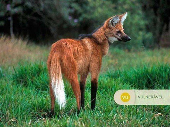 Lobo-Guará - Vive em savanas do centro do Brasil. Tem sofrido com a destruição do cerrado para ampliação da agricultura. É vítima de caça, atropelamento e doenças transmitidas por cães domésticos. 