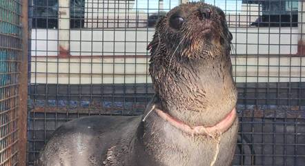 Lobo-marinho gravemente ferido com fita plástica é resgatado em praia na Argentina