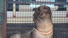 Lobo-marinho gravemente ferido com fita plástica é resgatado em praia na Argentina