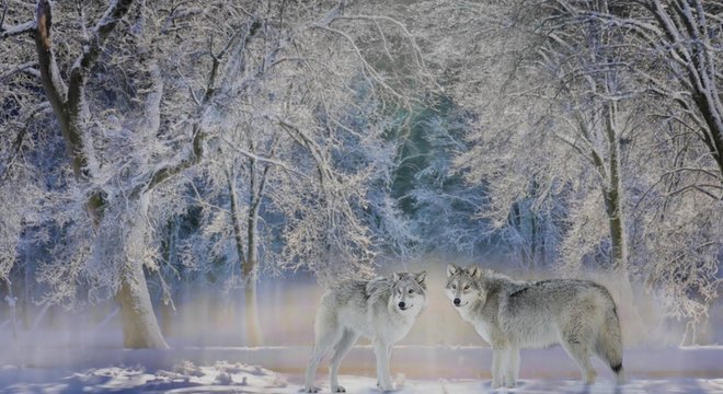 Lobos, tão temidos no passado, agora são bem-vindos em Yellowstone