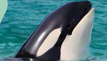 Morre Lolita, orca emblemática do aquário de Miami, mantida há 52 anos em cativeiro