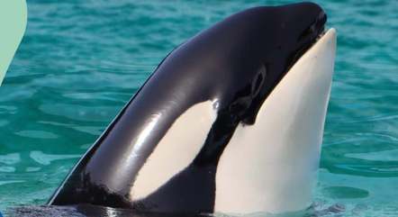 Lolita, orca mantida em cativeiro por 52 anos