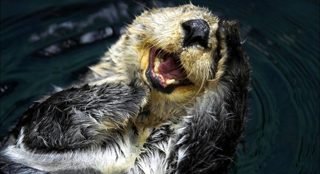 A lontra-marinha era a espécie-chave na ilha de Amchitka, na costa do Alasca