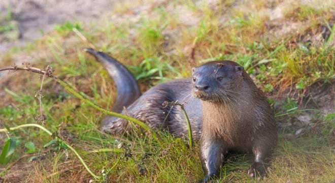 Lontra - características, como se reproduz e onde vive