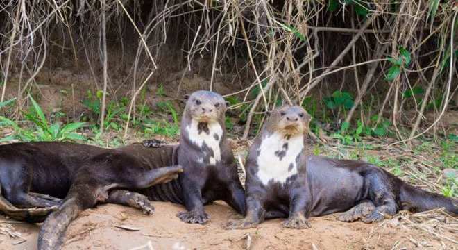 Lontra - características, como se reproduz e onde vive