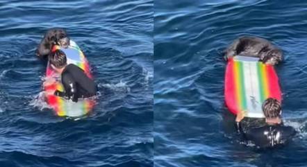 Lontra-marinha rouba prancha de surfe à beira-mar