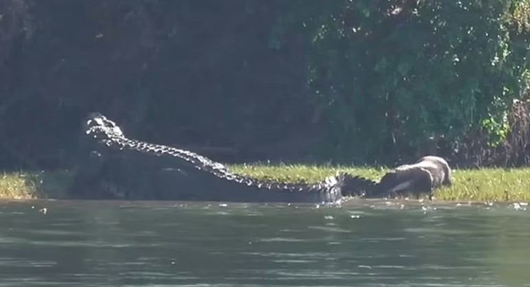 O crocodilo soltou um urro furioso logo depois