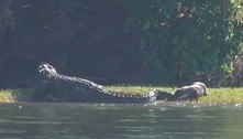 Lontra ousada morde crocodilo gigante duas vezes e escapa ilesa