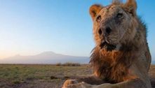 Leão mais velho do mundo é morto por pastores de gado no Quênia