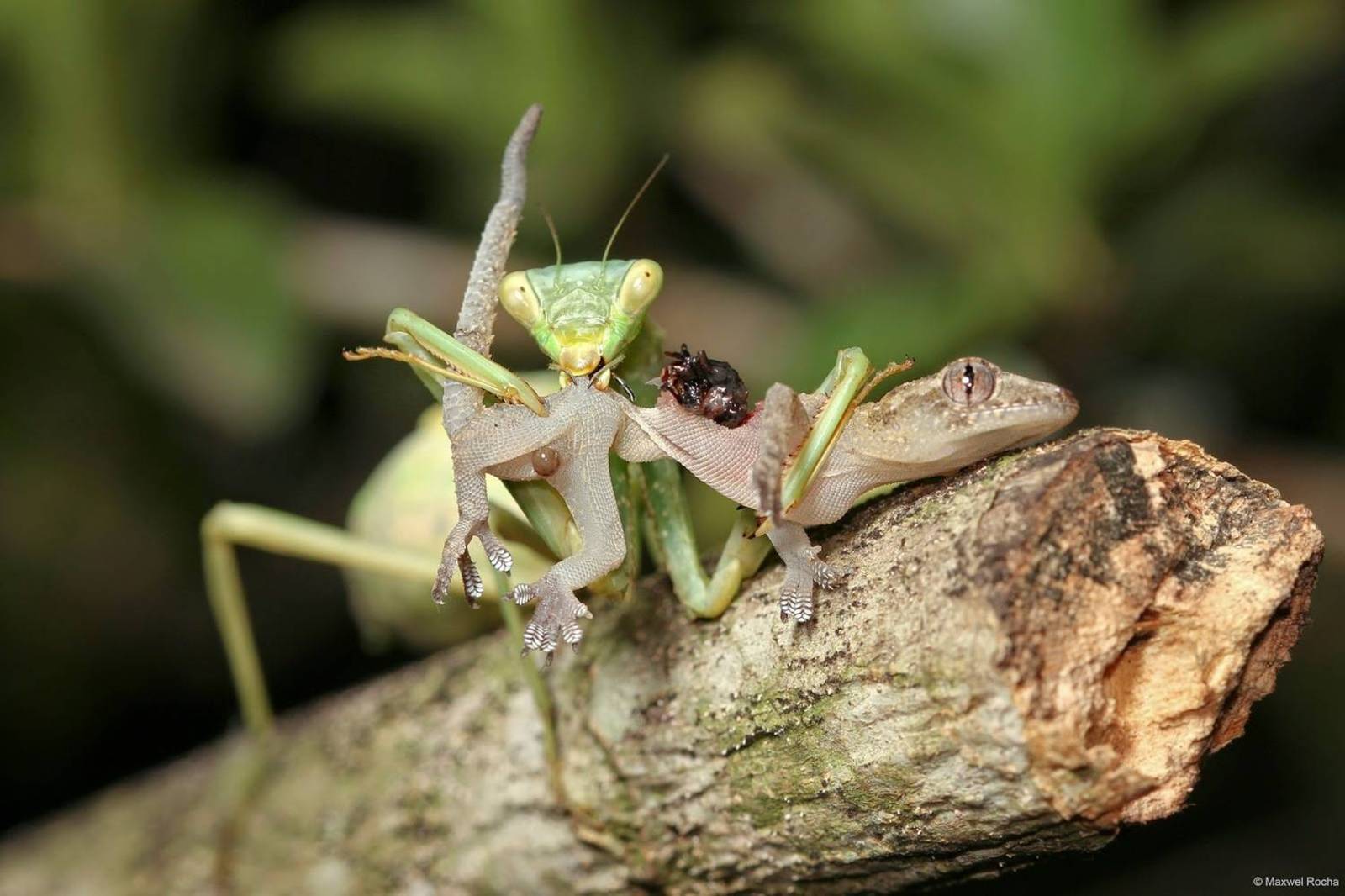 Louvaadeus é o inseto mais mortal