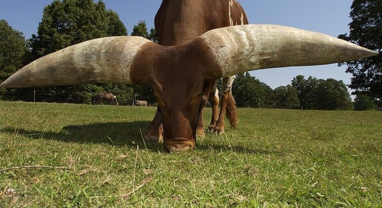 Lruch, o novilho com o chifre mais largo do mundo