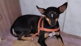 Camará Shopping recebe evento de adoção de pets neste sábado (29)