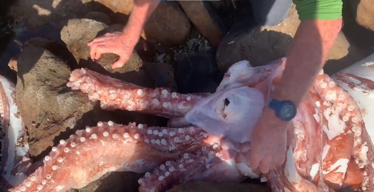 A lula-gigante (Architeuthis spp.) é a segunda maior lula conhecida em massa corporal, superada apenas pela lula-colossal (Mesonychoteuthis hamiltoni)