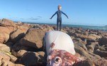 Uma lula-gigante rara foi encontrada morta em uma praia da Cidade do Cabo, na África do Sul. O achado ocorre poucos meses após uma outra lula ter sido encontrada em uma praia poucos quilômetros distante