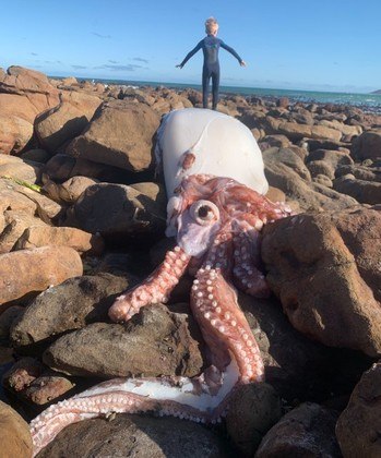 Uma lula-gigante rara foi encontrada morta em uma praia da Cidade do Cabo, na África do Sul. O achado ocorre poucos meses após uma outra lula ser encontrada em uma praia poucos quilômetros distante