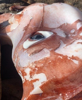 Espécies de lulas gigantes naufragaram na praia de Scarborough esta manhã. (...) O que você tem a ver, Moby Dick?