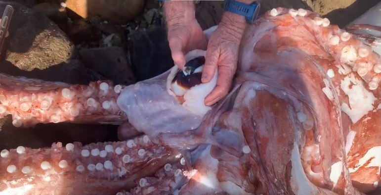 A referência à baleia mítica da literatura tem a ver com a cadeia alimentar, uma vez que baleias cachalotes (a espécie de Moby Dick) se alimentam de lulas-gigantes