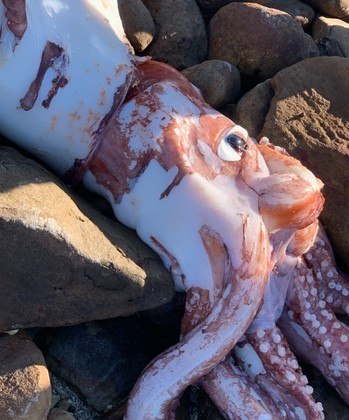 Em maio, outro exemplar da espécie foi encontrado em uma praia há cerca de 10 km de distância. O animal tinha cerca de 3,5 m de comprimento, incluindo os tentáculos