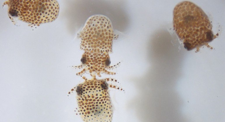 Cientistas vão estudar a reação das lulas na gravidade zero