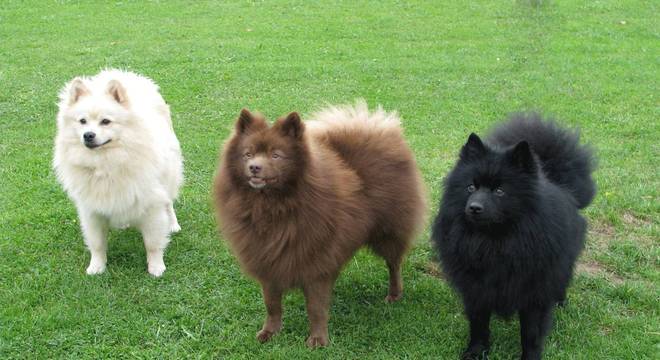 Lulu da pomerânia - o pet fofinho que ganhou o coração de várias pessoas