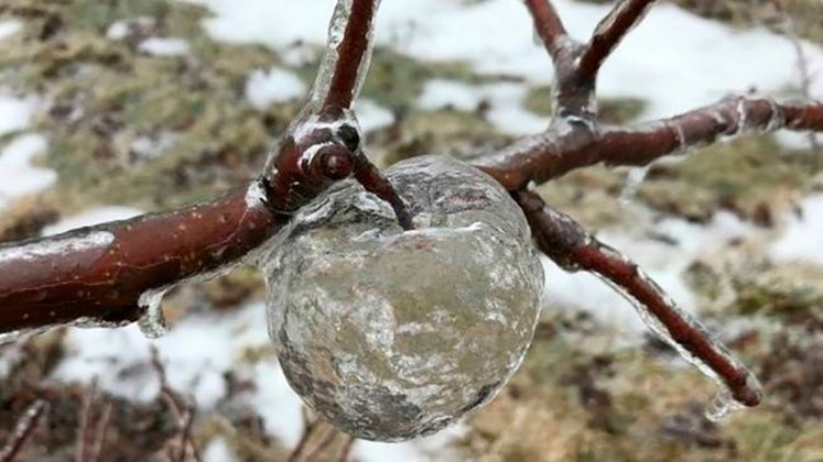Maçã fantasma - São crostas  de gelo que permanecem intactas (exceto a parte de baixo) quando as maçãs apodrecem por causa do frio intenso e caem. 