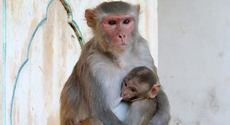 Macacos Rhesus foram usados nos testes da Neuralink
