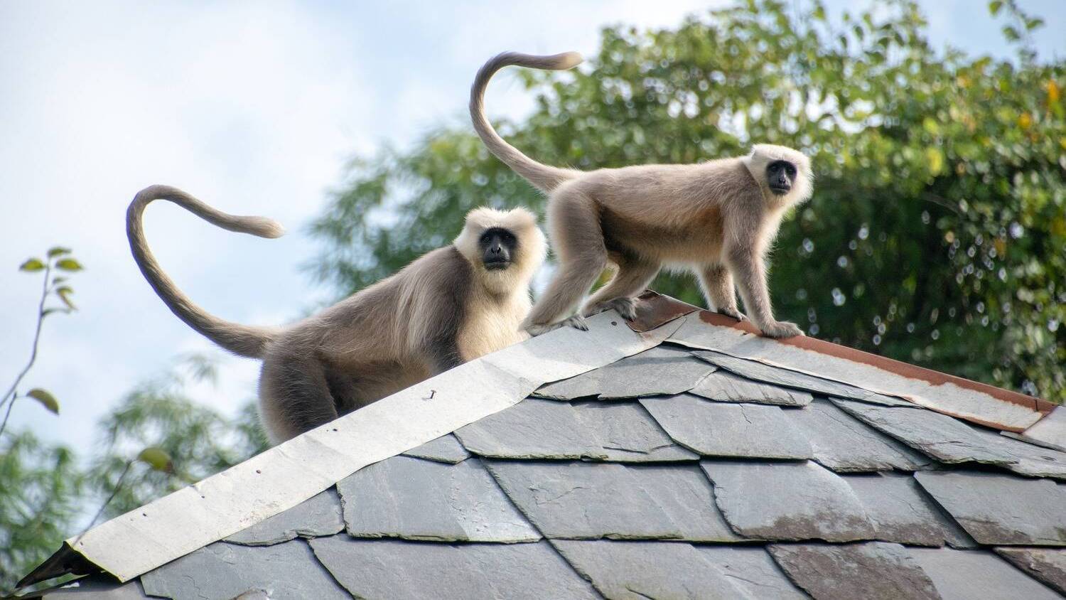 Macaco-Prego Macaco Primatas - Foto gratuita no Pixabay - Pixabay