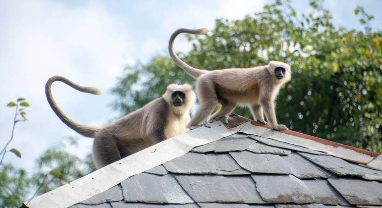 Macacos invadiram terraço e atacaram criança