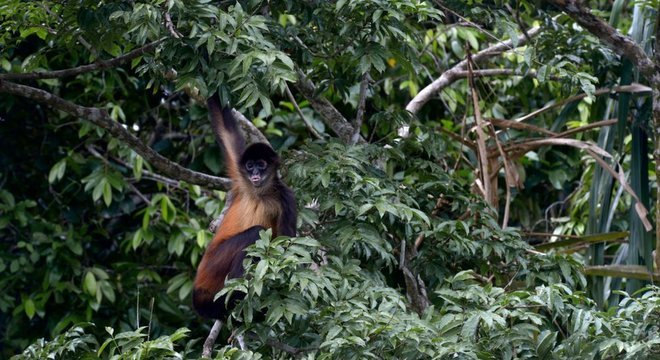 Macaco-aranha-de-Geoffroy também deu o ar da graça na floresta