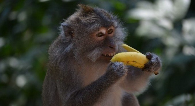 Macacos negociam itens roubados dos turistas por até 25 minutos no Templo de Uluwatu