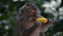 Macacos de Bali roubam celulares em busca de boas recompensas