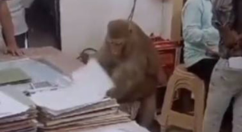 Atenção: alerta de macaco trabalhador! Um primata aparentemente dedicado foi flagrado enquanto 'cumpria expediente', em um escritório de advocacia na localidade de Behat, na Índia