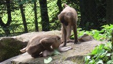 Em ato raro e assustador, macaca carrega cadáver do próprio filhote por dias antes de devorá-lo